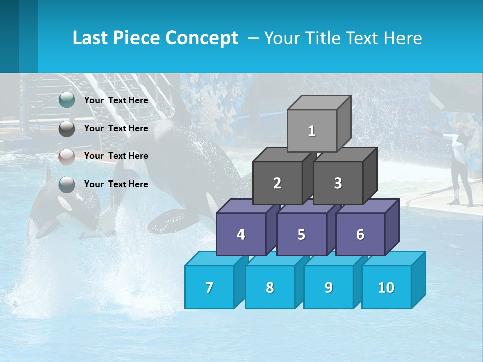 Orca Dolphin Animal PowerPoint Template