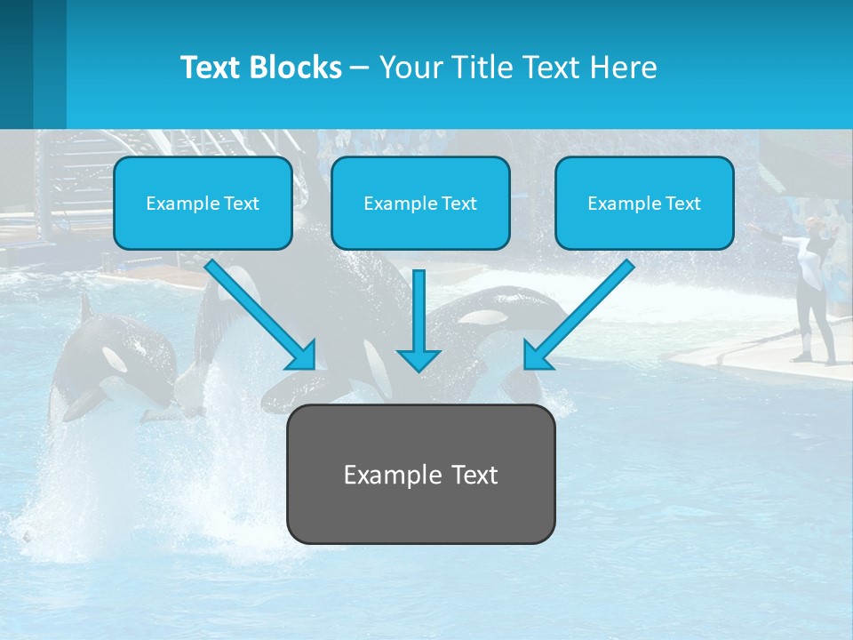 Orca Dolphin Animal PowerPoint Template