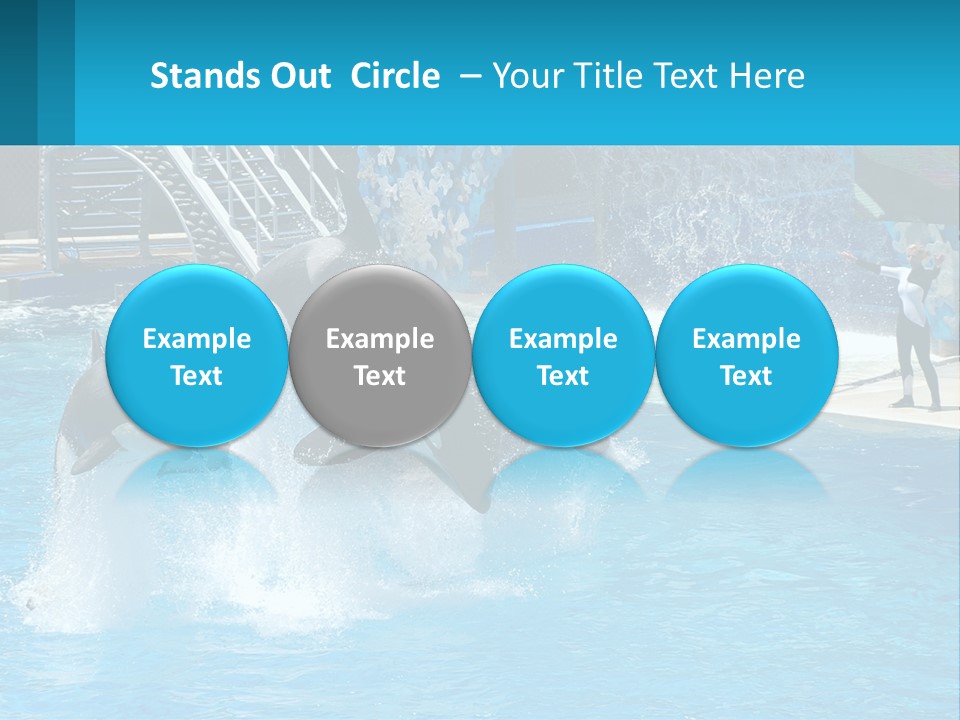 Orca Dolphin Animal PowerPoint Template