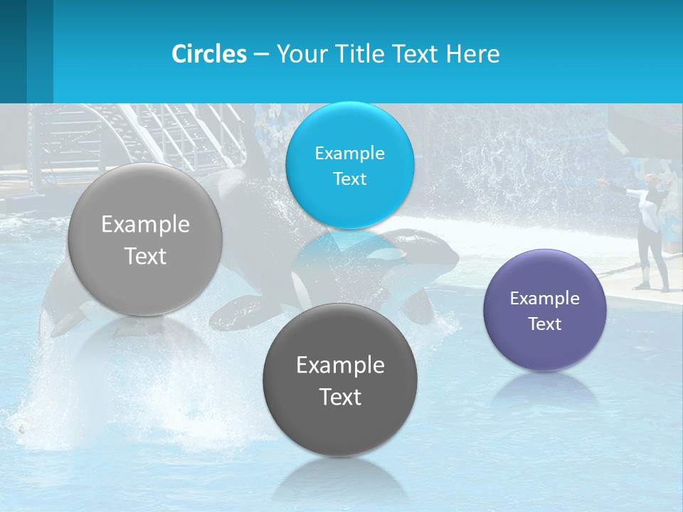 Orca Dolphin Animal PowerPoint Template