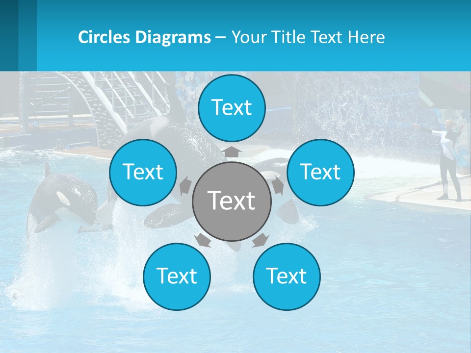 Orca Dolphin Animal PowerPoint Template