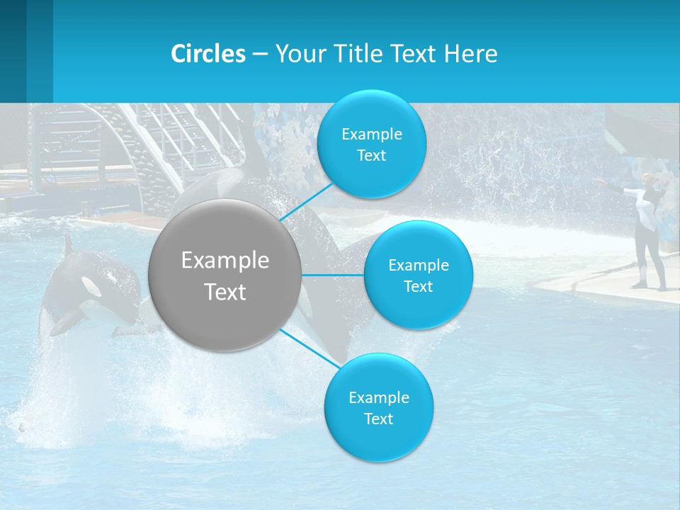 Orca Dolphin Animal PowerPoint Template