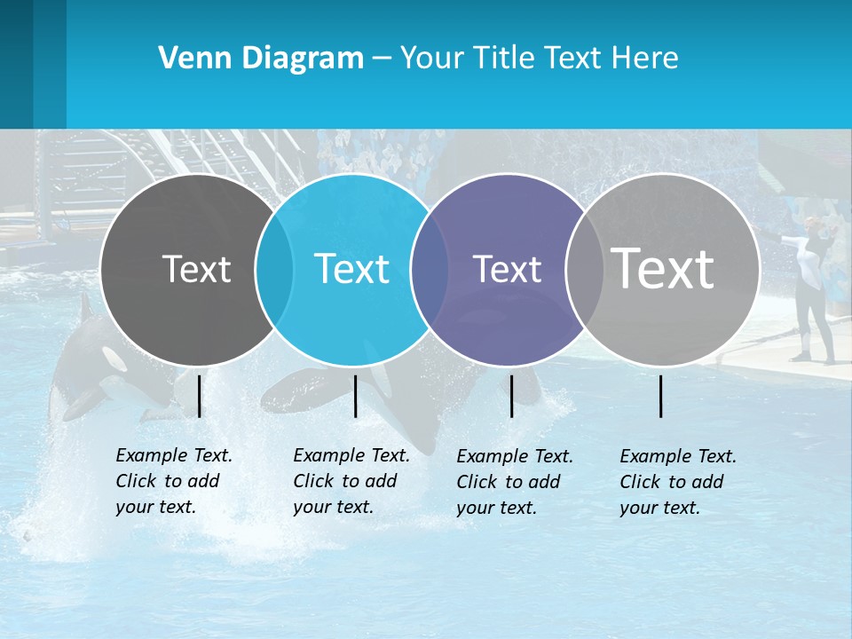 Orca Dolphin Animal PowerPoint Template