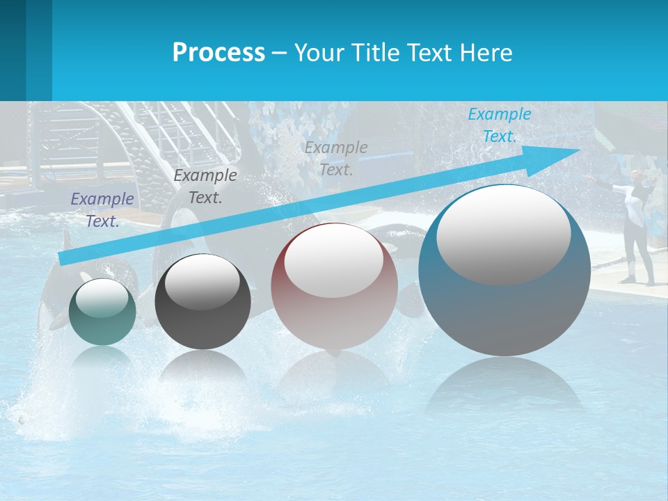 Orca Dolphin Animal PowerPoint Template