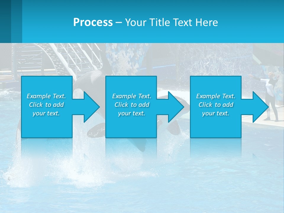 Orca Dolphin Animal PowerPoint Template