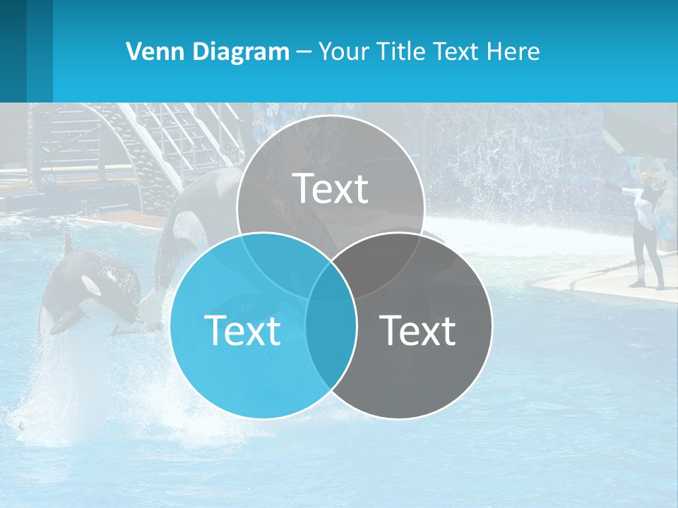 Orca Dolphin Animal PowerPoint Template