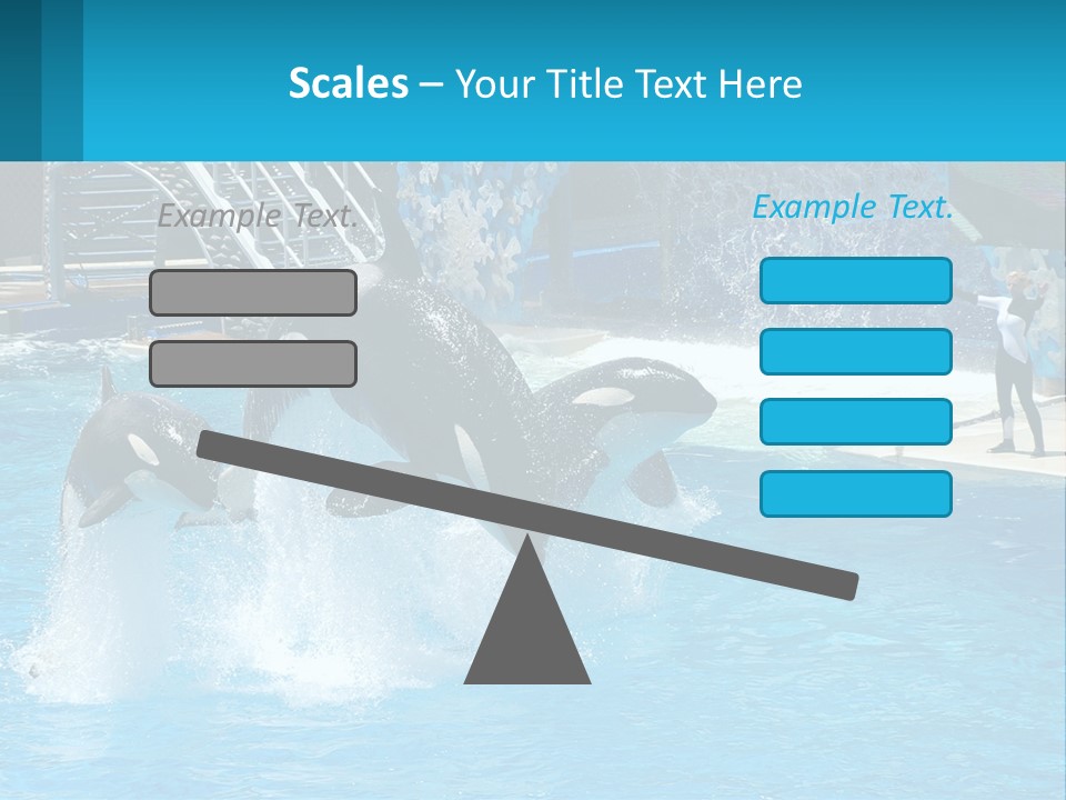 Orca Dolphin Animal PowerPoint Template