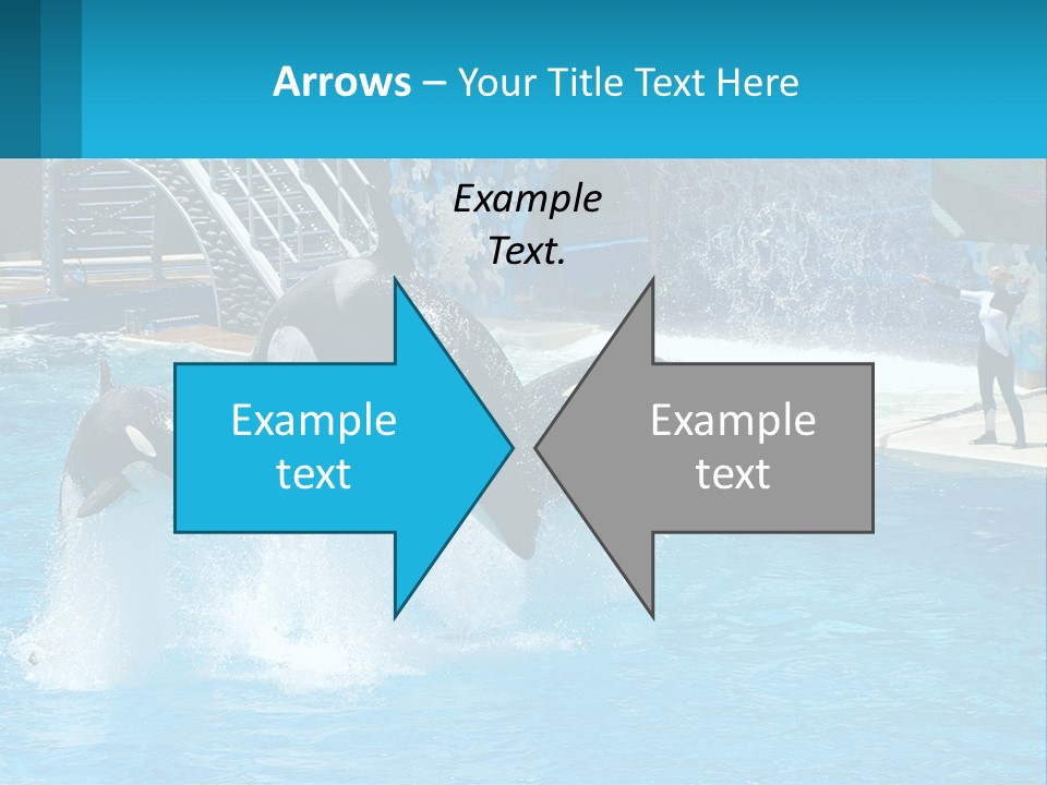 Orca Dolphin Animal PowerPoint Template