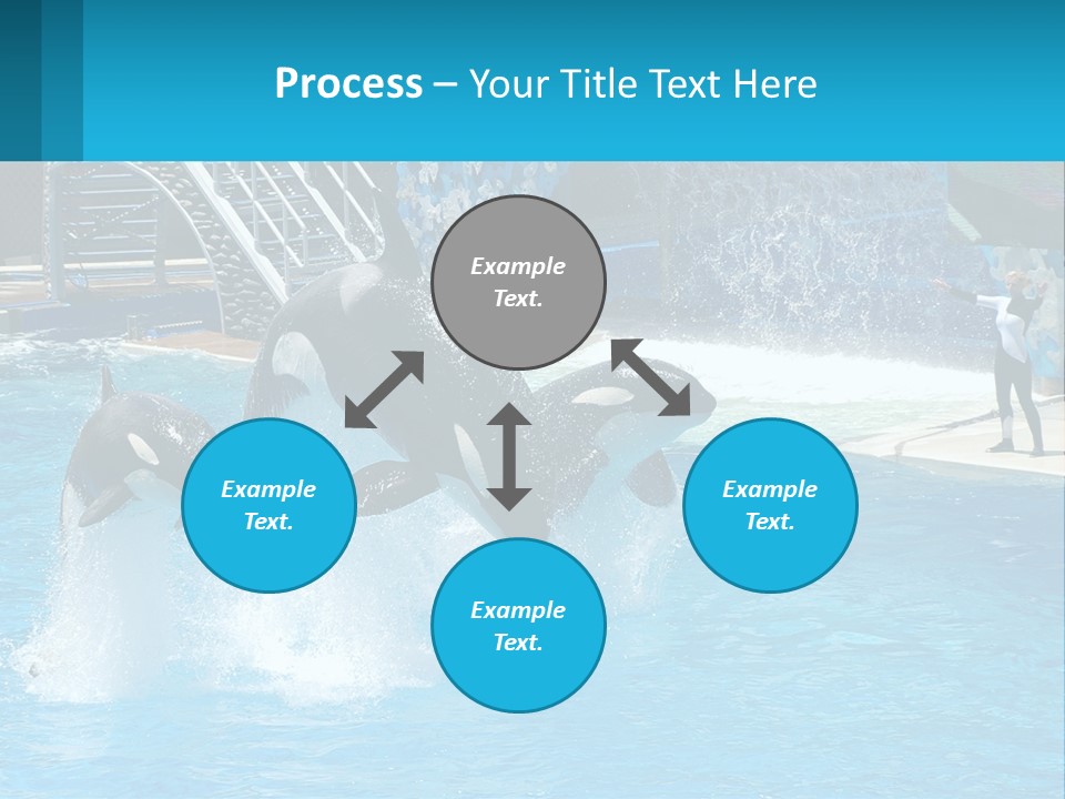 Orca Dolphin Animal PowerPoint Template