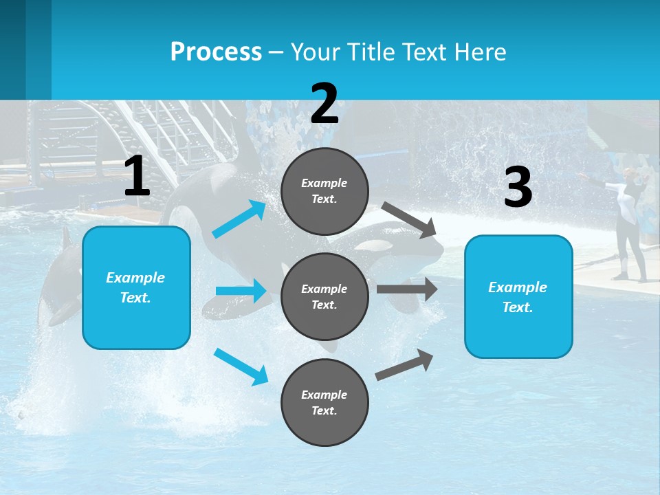 Orca Dolphin Animal PowerPoint Template