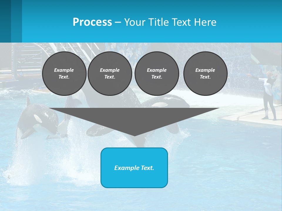 Orca Dolphin Animal PowerPoint Template