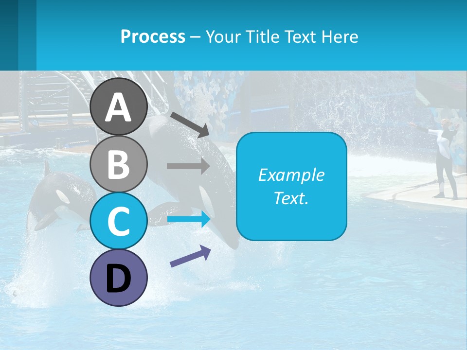 Orca Dolphin Animal PowerPoint Template