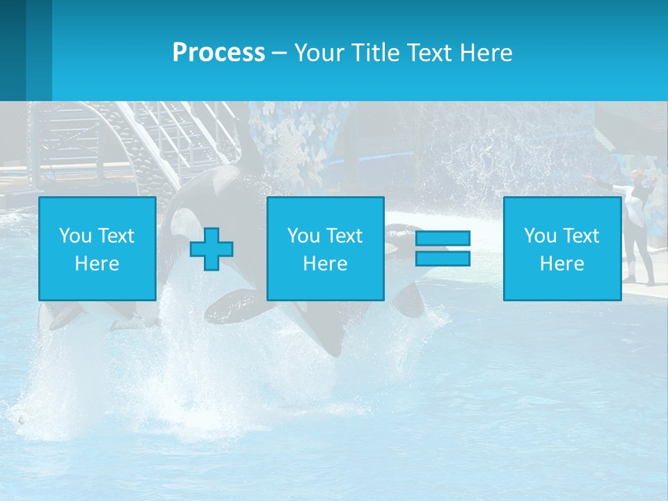 Orca Dolphin Animal PowerPoint Template