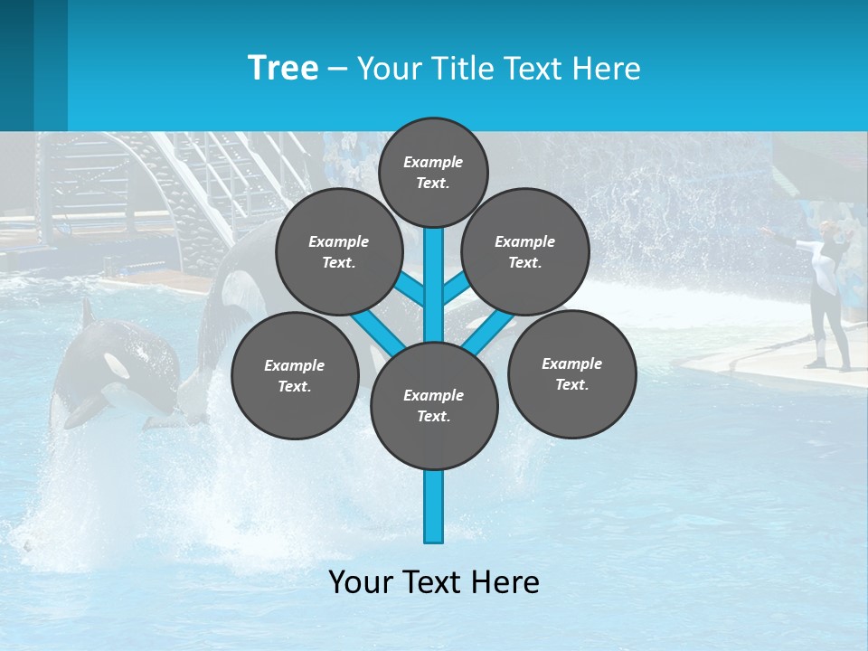 Orca Dolphin Animal PowerPoint Template