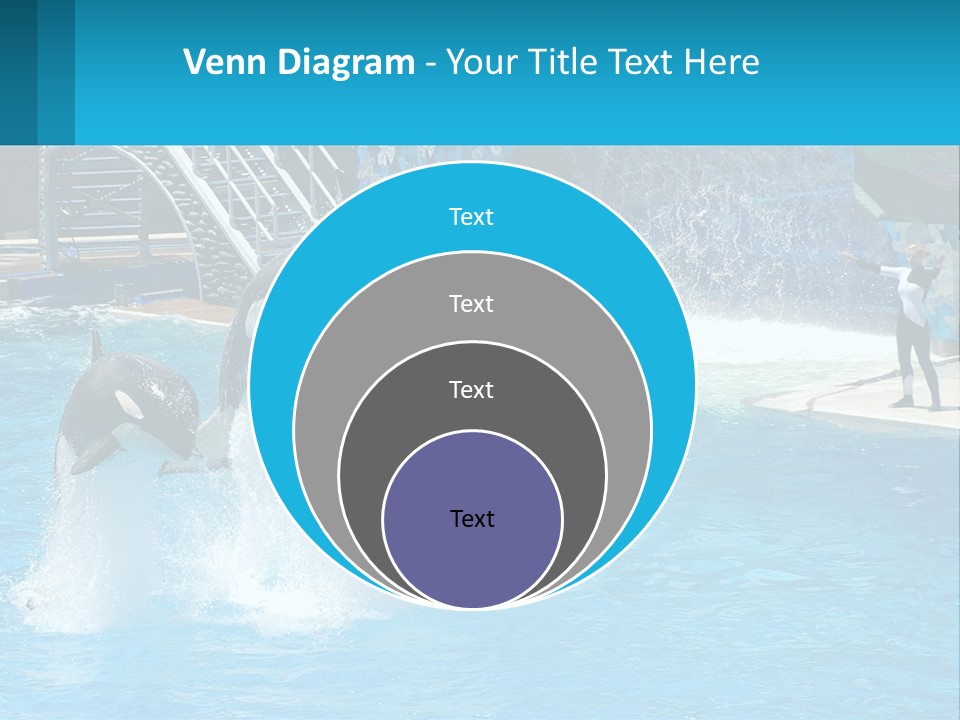 Orca Dolphin Animal PowerPoint Template