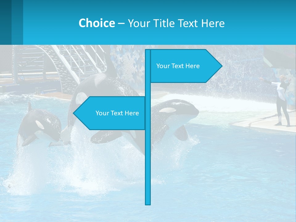 Orca Dolphin Animal PowerPoint Template