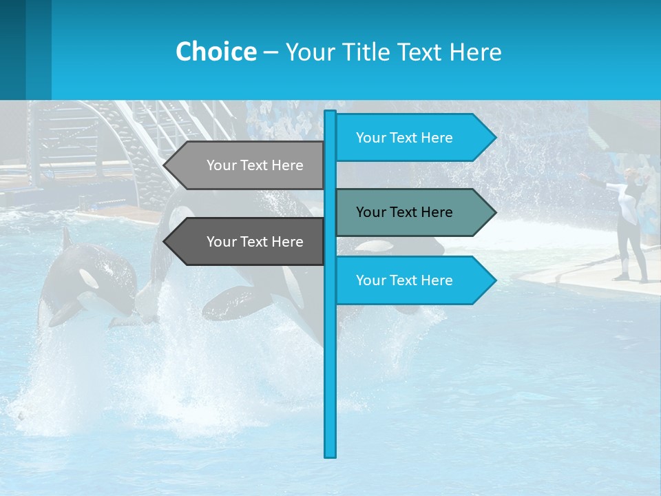 Orca Dolphin Animal PowerPoint Template