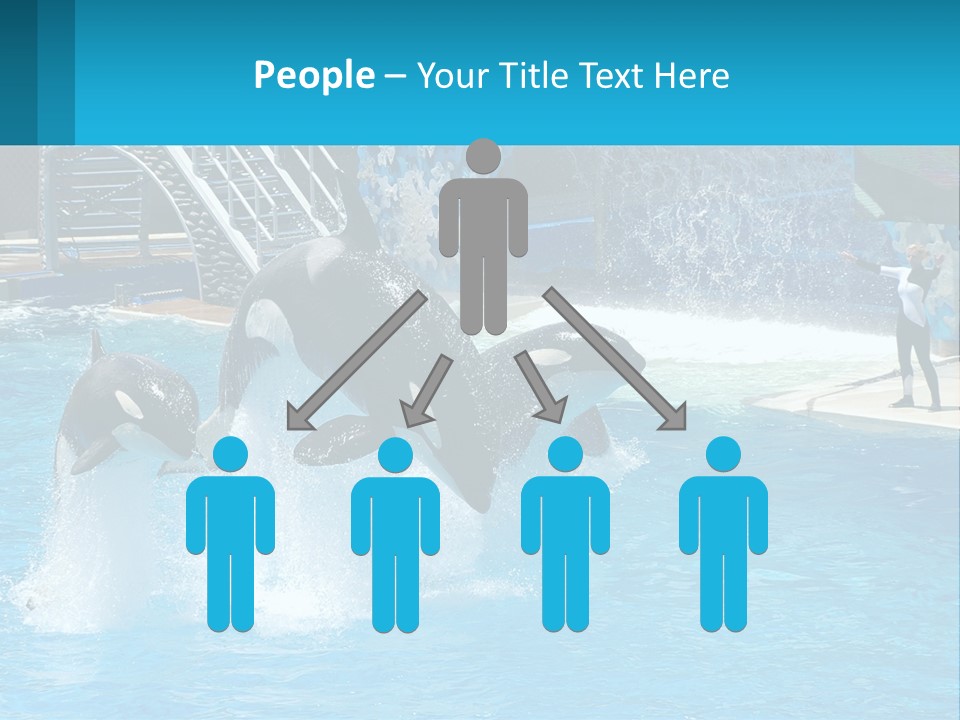 Orca Dolphin Animal PowerPoint Template