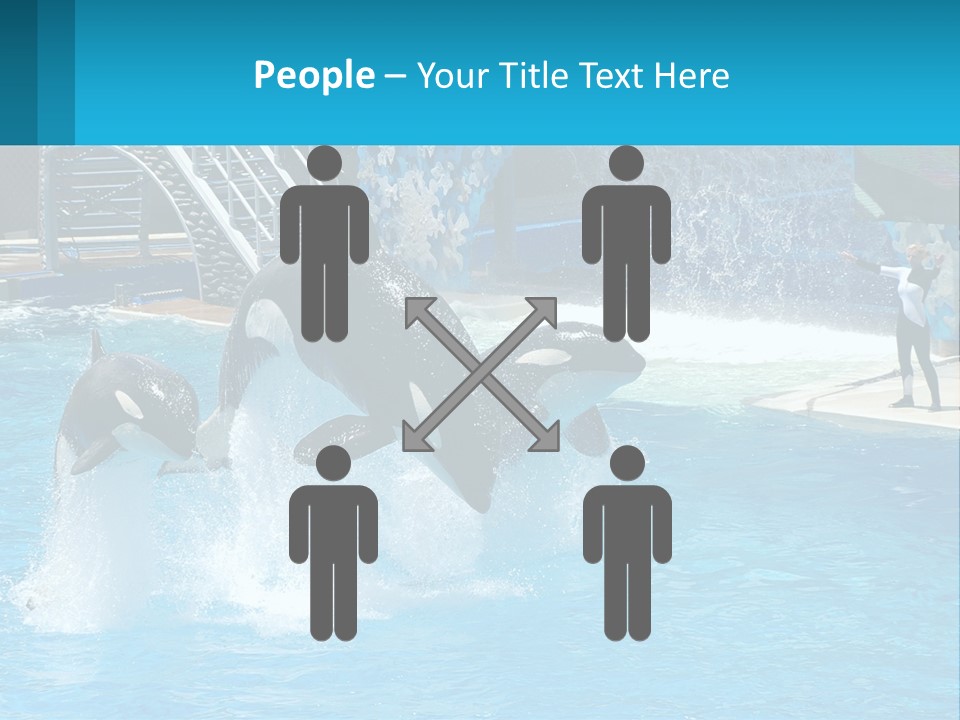 Orca Dolphin Animal PowerPoint Template