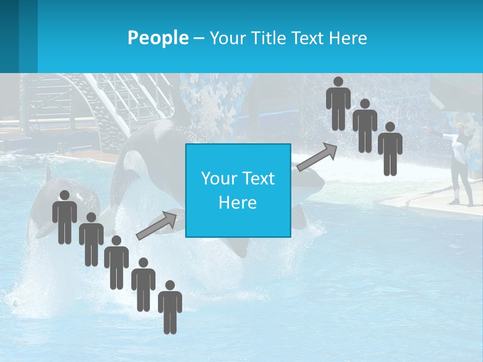 Orca Dolphin Animal PowerPoint Template