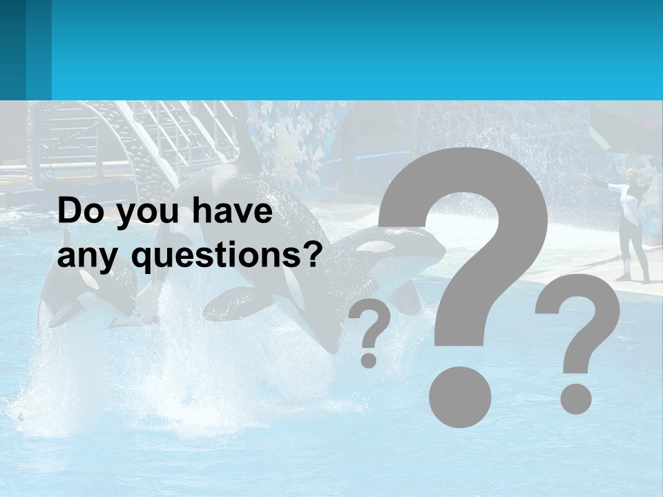 Orca Dolphin Animal PowerPoint Template