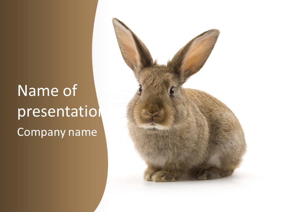 Furry Rodent Bunny PowerPoint Template