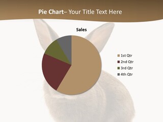 Furry Rodent Bunny PowerPoint Template