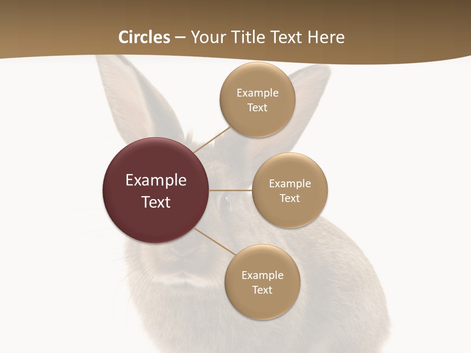 Furry Rodent Bunny PowerPoint Template
