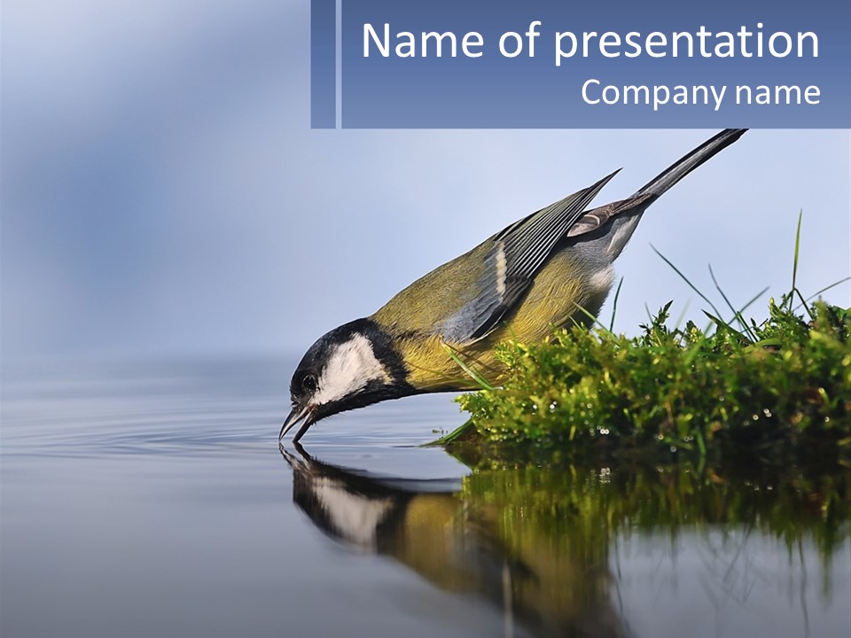 Small Ornithologist Tits PowerPoint Template