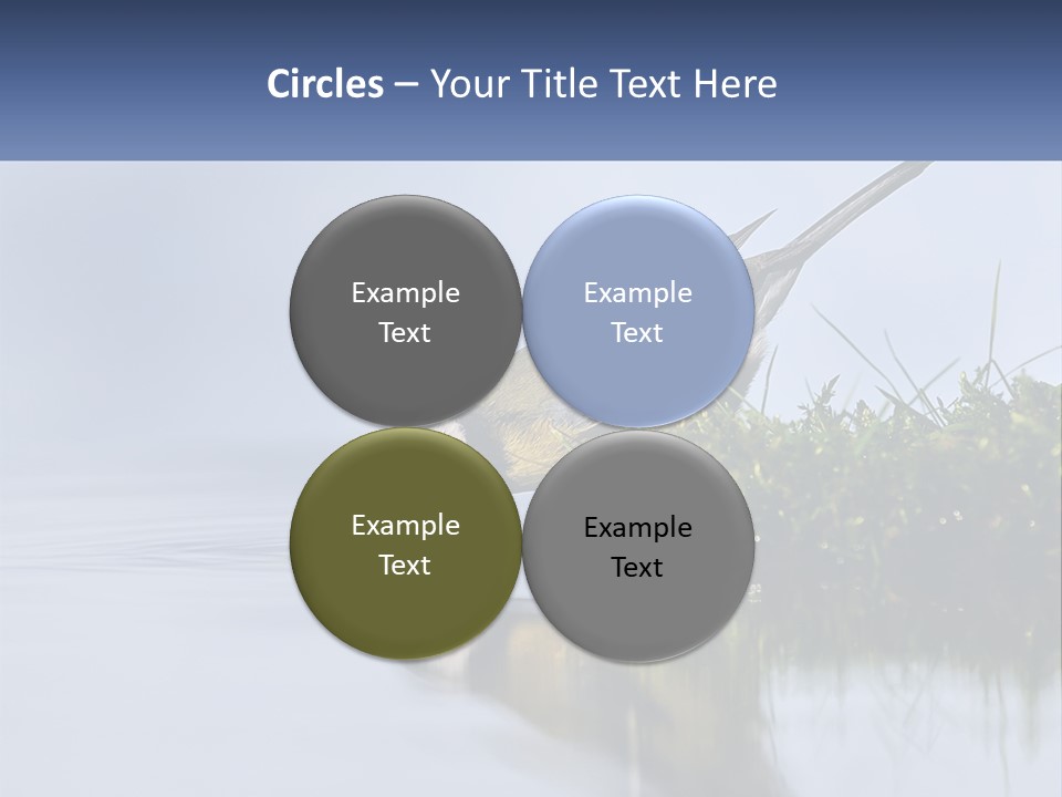 Small Ornithologist Tits PowerPoint Template