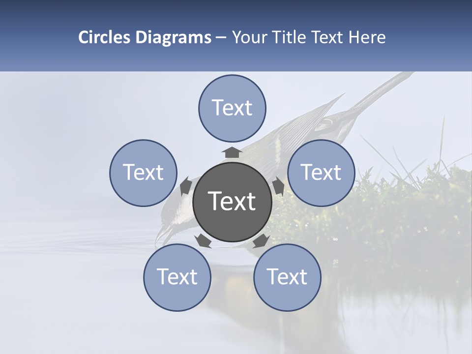 Small Ornithologist Tits PowerPoint Template