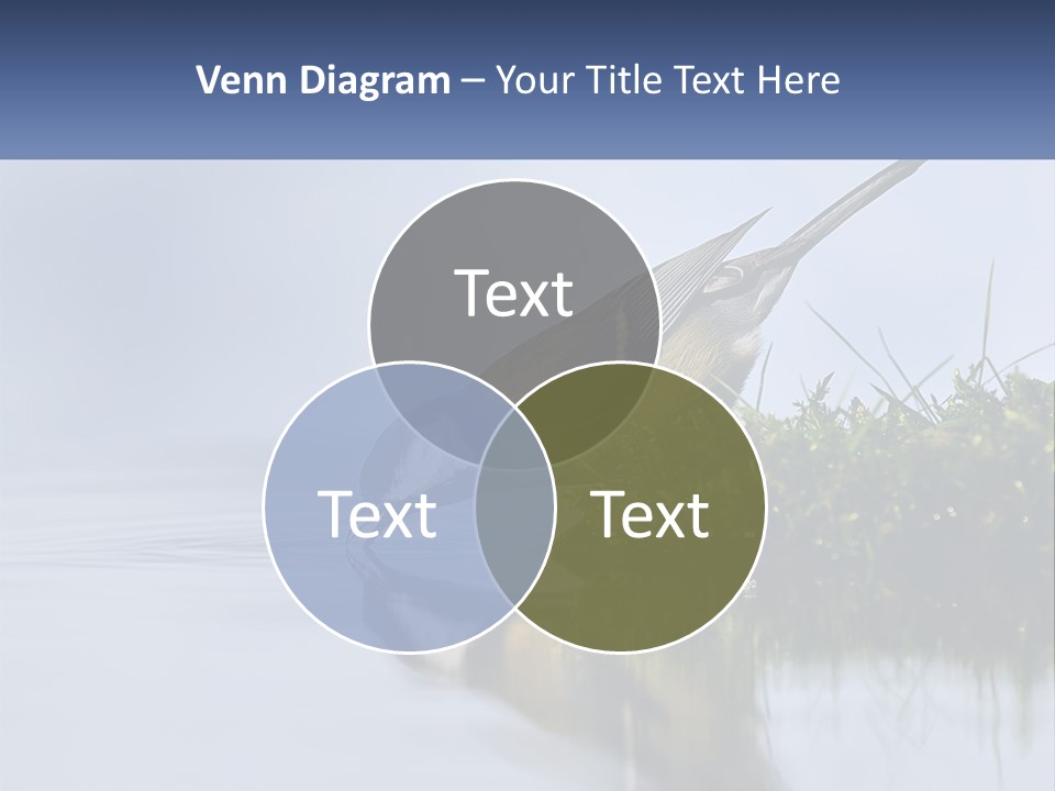 Small Ornithologist Tits PowerPoint Template