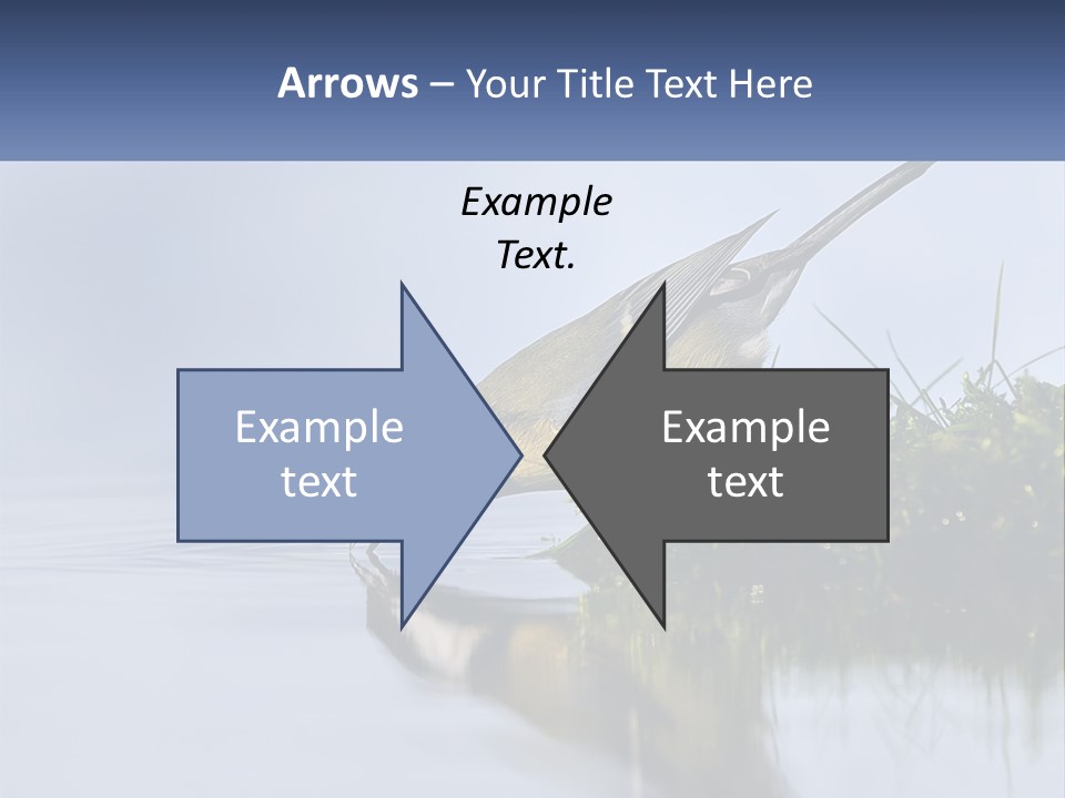 Small Ornithologist Tits PowerPoint Template