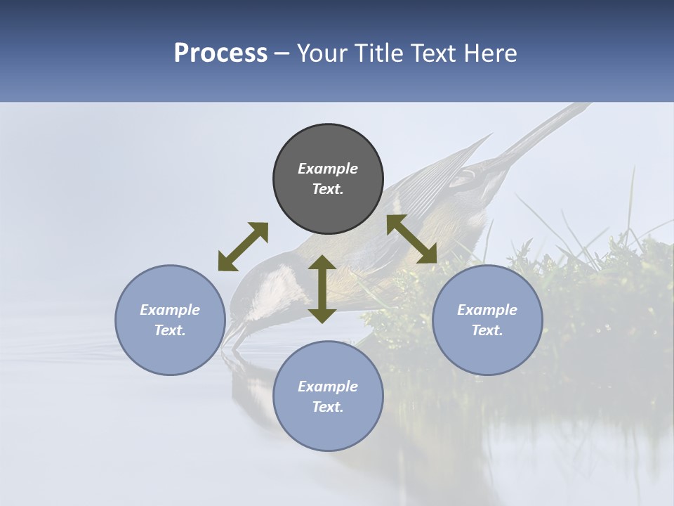 Small Ornithologist Tits PowerPoint Template