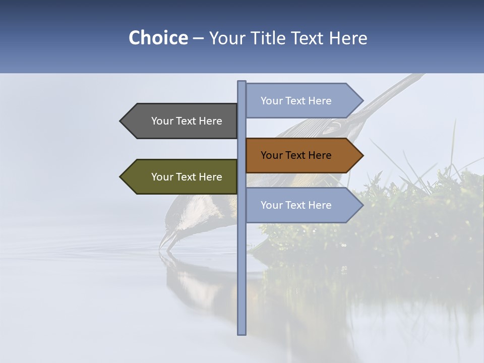 Small Ornithologist Tits PowerPoint Template
