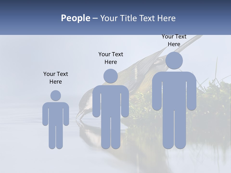 Small Ornithologist Tits PowerPoint Template