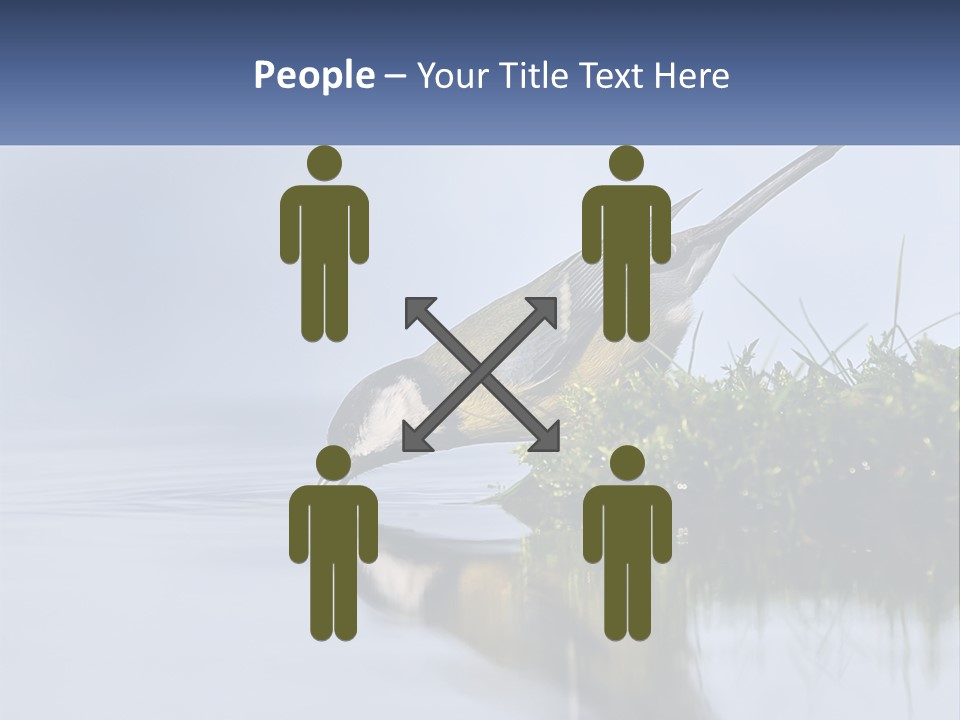 Small Ornithologist Tits PowerPoint Template