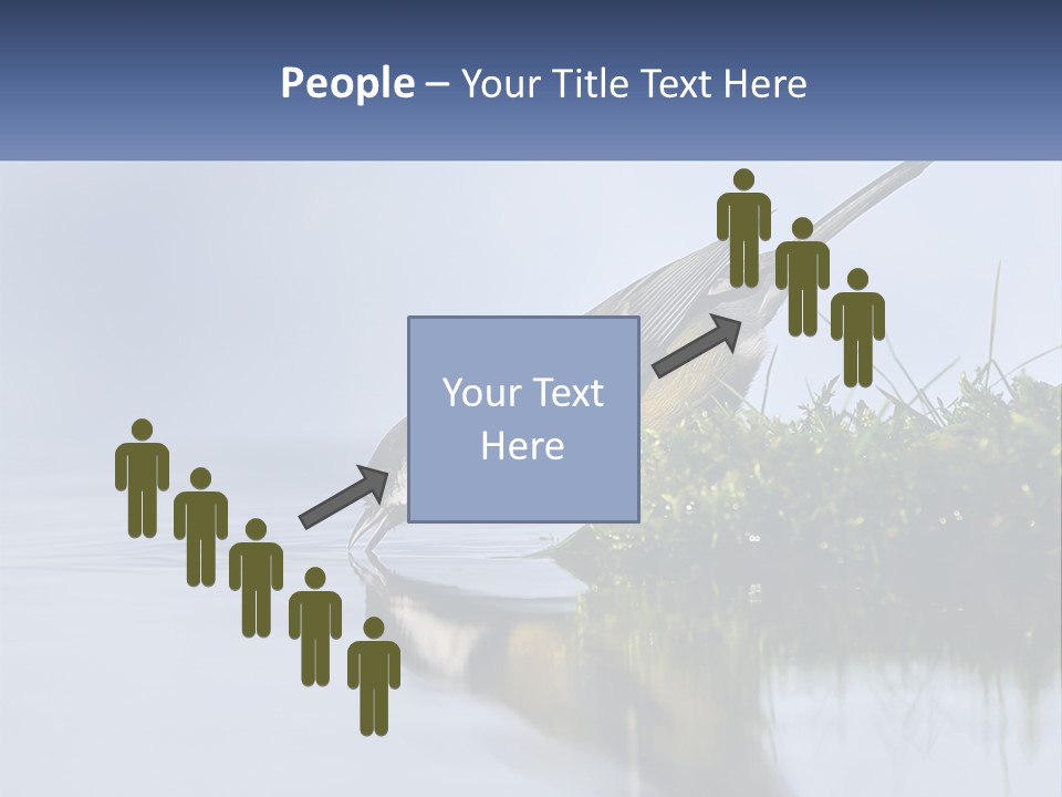 Small Ornithologist Tits PowerPoint Template