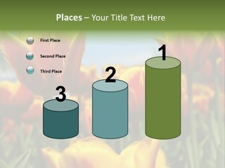 Rays Day Postcard PowerPoint Template