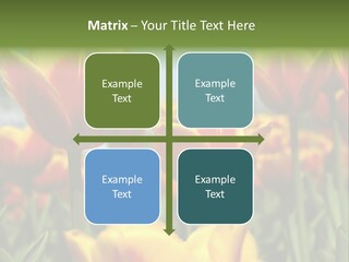 Rays Day Postcard PowerPoint Template