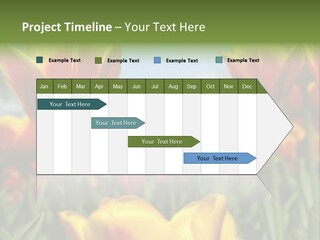 Rays Day Postcard PowerPoint Template