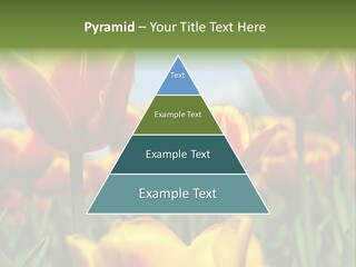 Rays Day Postcard PowerPoint Template