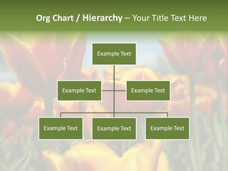 Rays Day Postcard PowerPoint Template