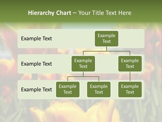Rays Day Postcard PowerPoint Template