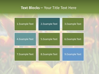 Rays Day Postcard PowerPoint Template