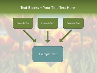 Rays Day Postcard PowerPoint Template