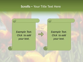 Rays Day Postcard PowerPoint Template
