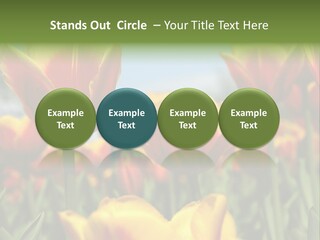 Rays Day Postcard PowerPoint Template