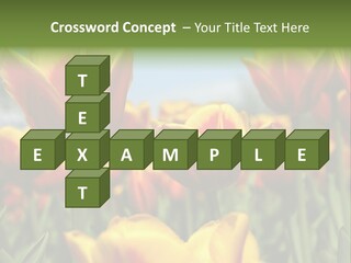 Rays Day Postcard PowerPoint Template