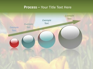 Rays Day Postcard PowerPoint Template